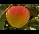 Apple Mango - Grafted plant