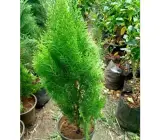 Oriental Arbor-Vitea plant