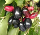 Black Jamun Fruit Plant