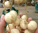 White Longan Grafted Fruit Plant – Premium Dimocarpus Longan Live Plant