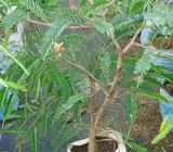 Sweet Tamarind Plant _ Grafted and Hybrid Plants