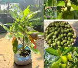 Thai Olive grafting fruit plant