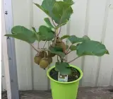 Kiwi Grafting fruit plants
