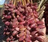 Hayani Variety Date Palm Live Plant – Premium Sweet Date Fruit Plant