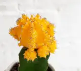Moon Cactus (Grafted, Yellow) – Cactus Plant