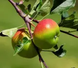 Anna Apple Grafted Plant