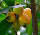 golap jum Fruit Plants
