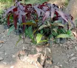 Kasturi mango Fruit plant