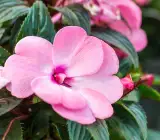 Impatiens Flowering Plant(pink)