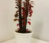 Lal Manasa Plant Real Variety Red Mansa Plant