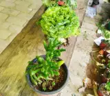 CRASSULACEA FINGERS PLANT