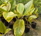 VARIAGATED BOT LIVE PLANT