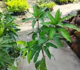 Alphonso Mango -Grafting Plant
