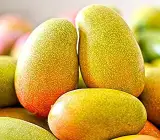 Sita Bhog Mango Plant (Grafted)
