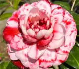 CAMELLIA FLOWERING PLANT(THOKA)