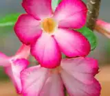 ROSY VARIETY GRAFTED ADENUM PLANT
