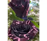 Black Abracadabra Rose Plants