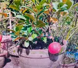 Red malta - Fruit Plants