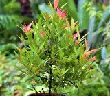 Syzygium Campanulatum, Christina tree - Plant