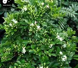 KAMINI FLOWERING PLANT