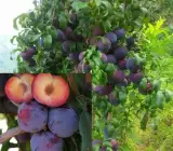 Thai Aloo Bukhara Air Layering Fruit Plant