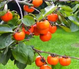 Persimmon Fruit-Graftingf Plant