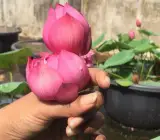 Lotus Tubers Flowers Plant Bulbs