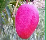 Tai One Red Mango - Grafting Plant
