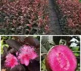 Malaysian Guava red Dwarf Varieties Plants