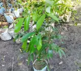 All time Thai variety lychee Plants
