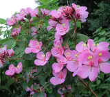 Tibouchina FLOWERING PLANT(PINK)