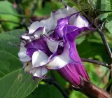 Raj Dhutra FLOWERING PLANT
