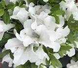 Azalea flowering plants(white)
