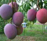 Palmer Mango Grafting Plant
