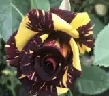Black Abracadabra Rose Plants