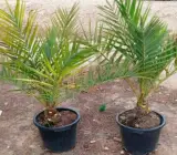 Barhi Variety Date Palm Live Plant – Premium Sweet Date Fruit Plant