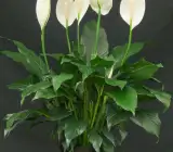 Peace Lily flower plant