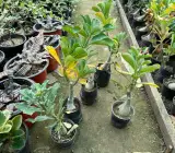 Adenium rose variety (Grafted) Plant