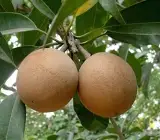 California sapota/ chikoo Fruit plant