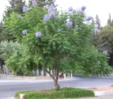 Jacaranda Flowers Plants