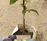 Lamb Hass Avocado Butter Fruit Grafted Plant