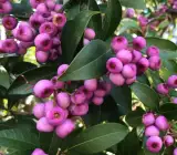 Australian Lily Pily Berries Plant