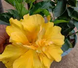 YELLOW THOKA HIBISCUS - GRAFTING PLANT