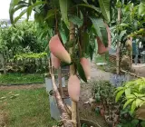 Red Ivory Mango (Grafting) fruit plant