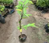 Miami Red Custard Apple Grafted Fruit Plant – Rare Exotic Annona Live Plant