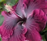 Austrian Hibiscus plant (BLACK DRAGON)