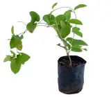 Gurmar Plant