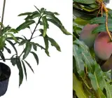 Thai Baromasi(Sweet) (Grafted) mango Plant