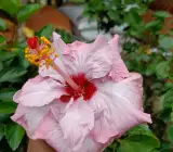 Hibiscus plant ( BlueBard)