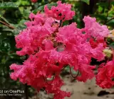 Furush Flower Plant ( Pink)